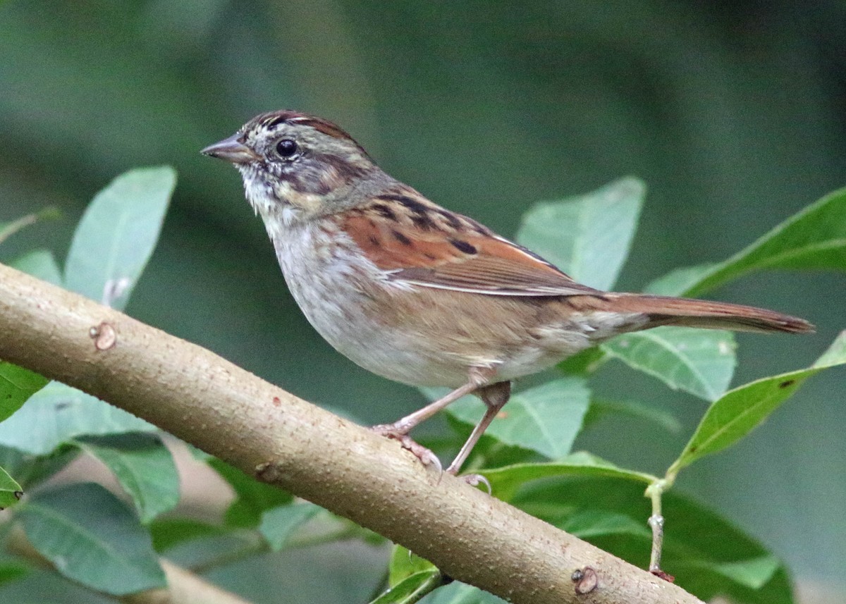 Swamp Sparrow - Dick Snell
