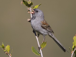  - Black-chinned Sparrow