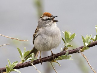  - Chipping Sparrow