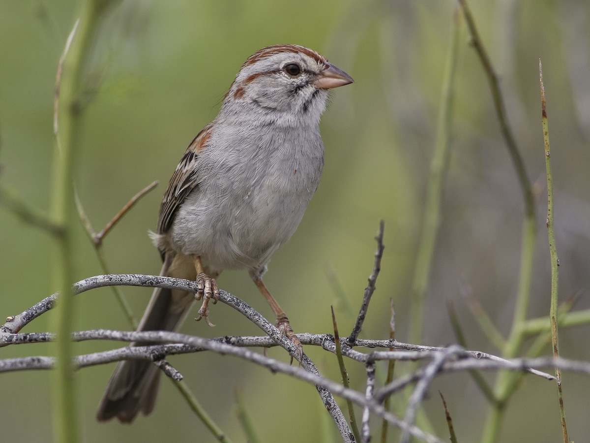 Rufous-winged Sparrow - Peucaea carpalis - Birds of the World