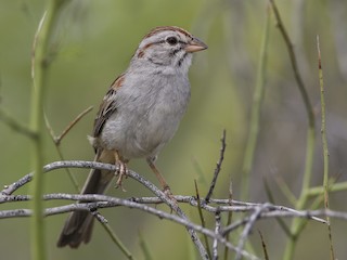  - Rufous-winged Sparrow
