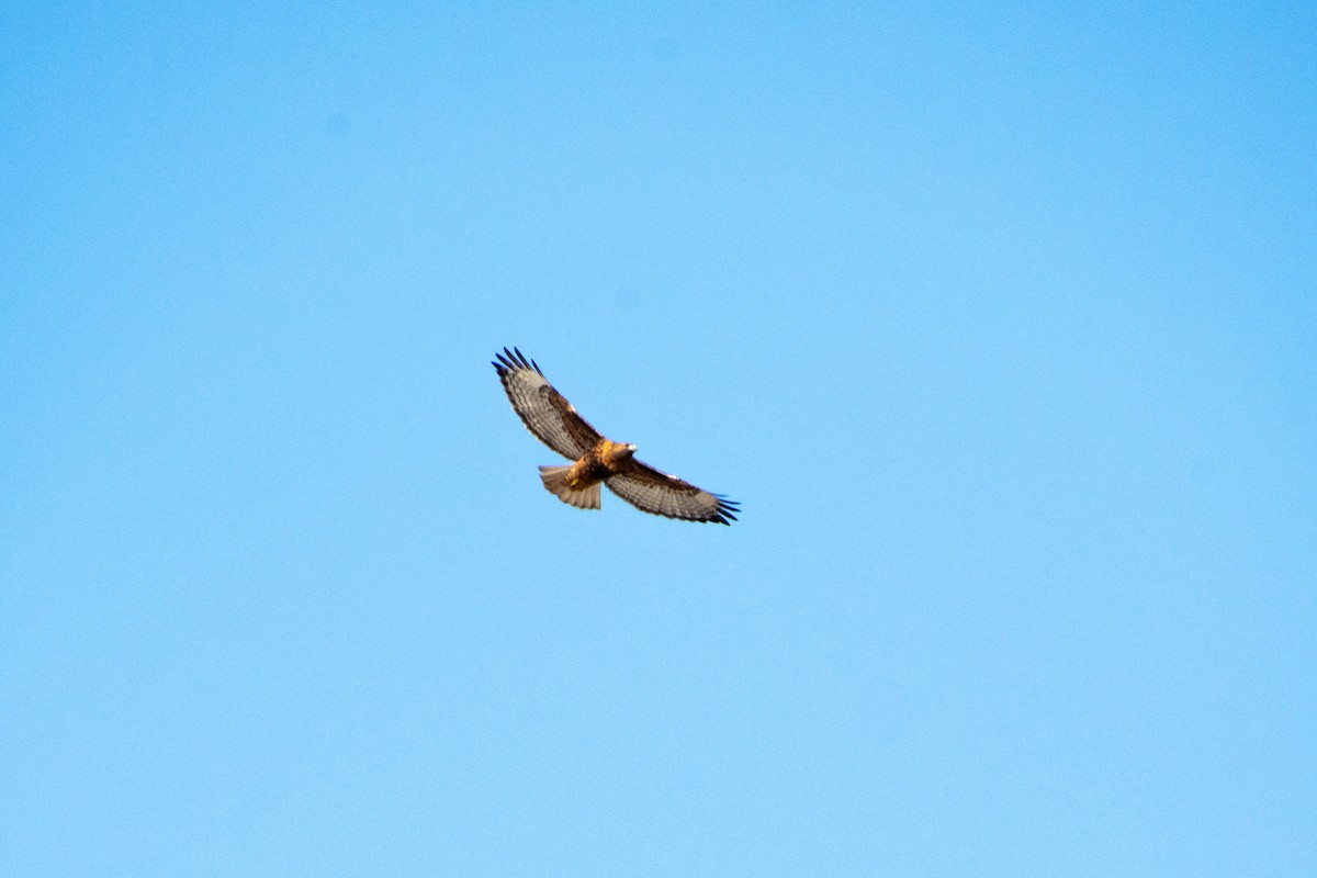Red-tailed Hawk - ML192924371