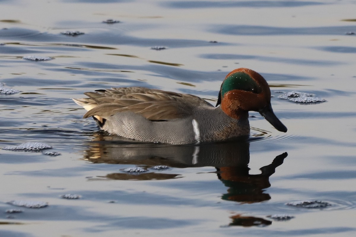 Green-winged Teal - ML192924721