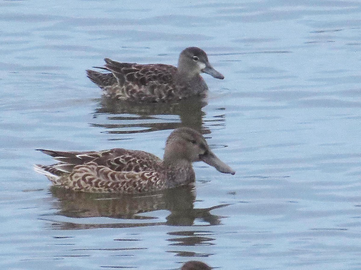 Blue-winged Teal - ML192934131
