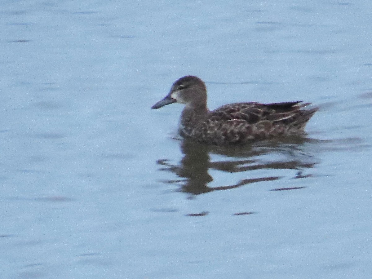 Blue-winged Teal - ML192934771