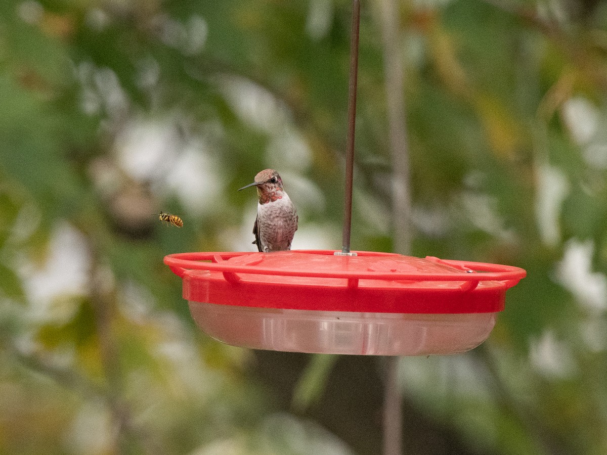 Anna's Hummingbird - Declan O’Neil