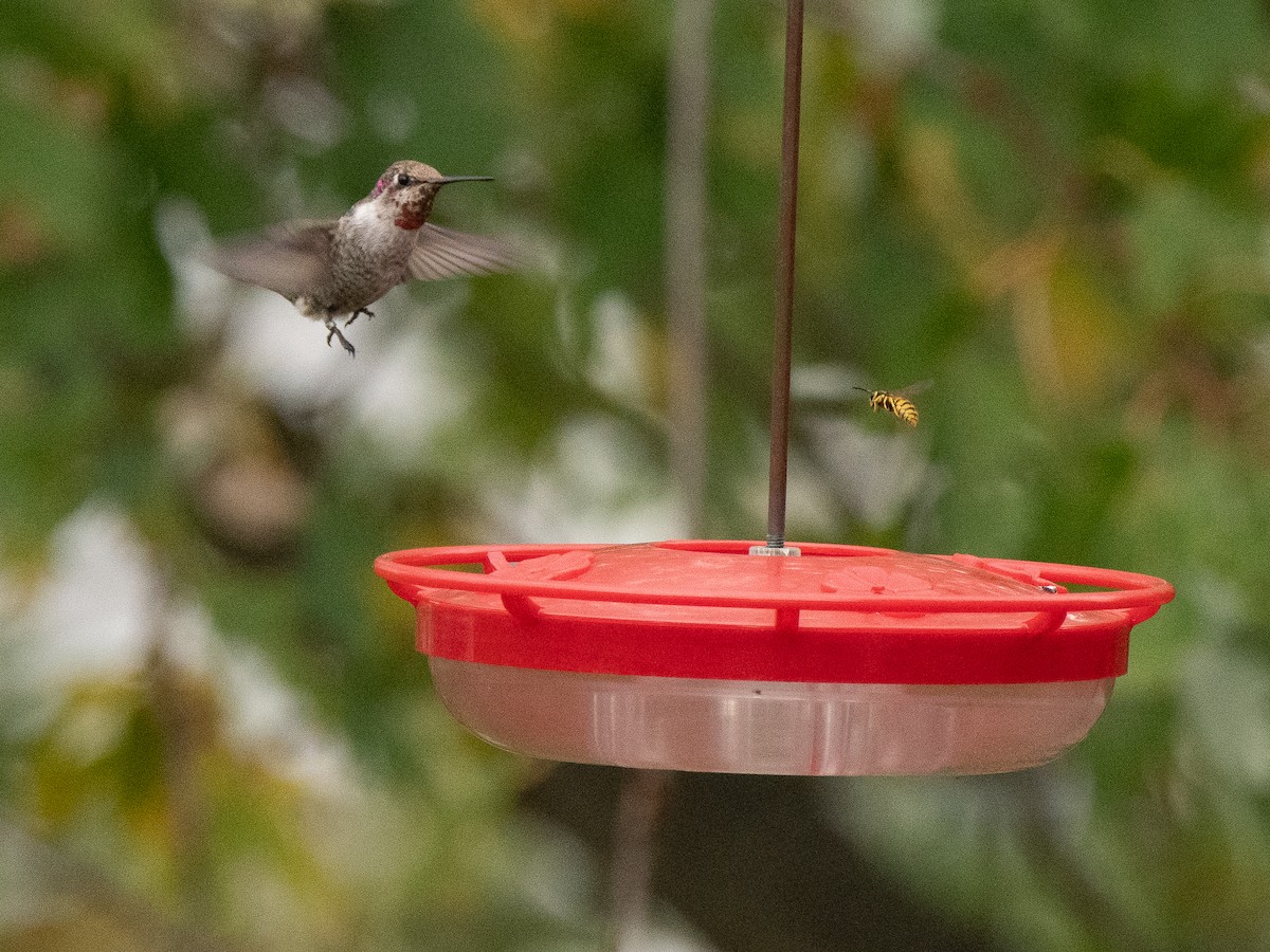 Anna's Hummingbird - ML192935541
