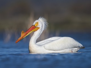 American White Pelican Pelecanus Erythrorhynchos Birds Of The World