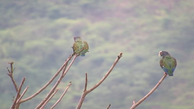 White-crowned Parrot - ML192937501