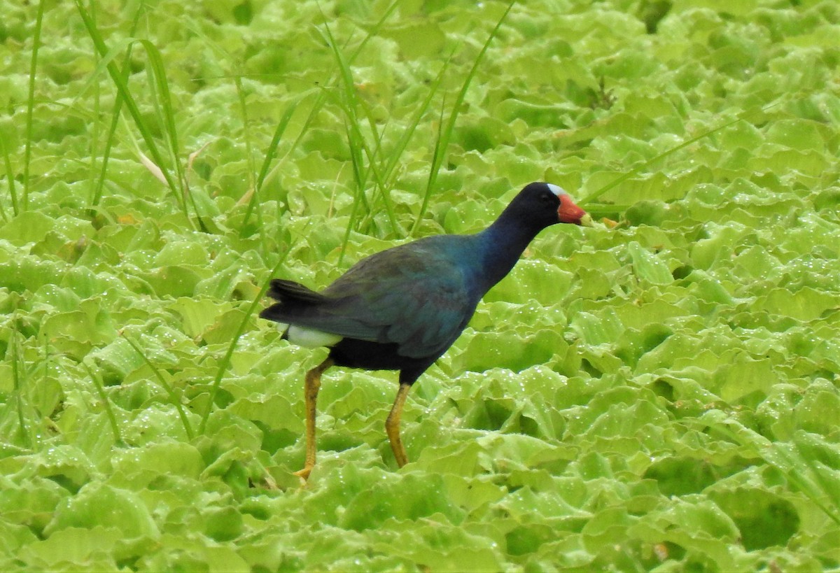 Purple Gallinule - gustavo barragán mosquera
