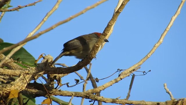 Cabanis's Ground-Sparrow - ML192939851