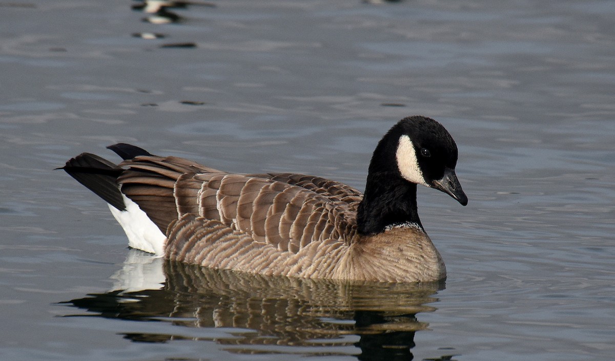 Cackling Goose (Aleutian) - ML192940161