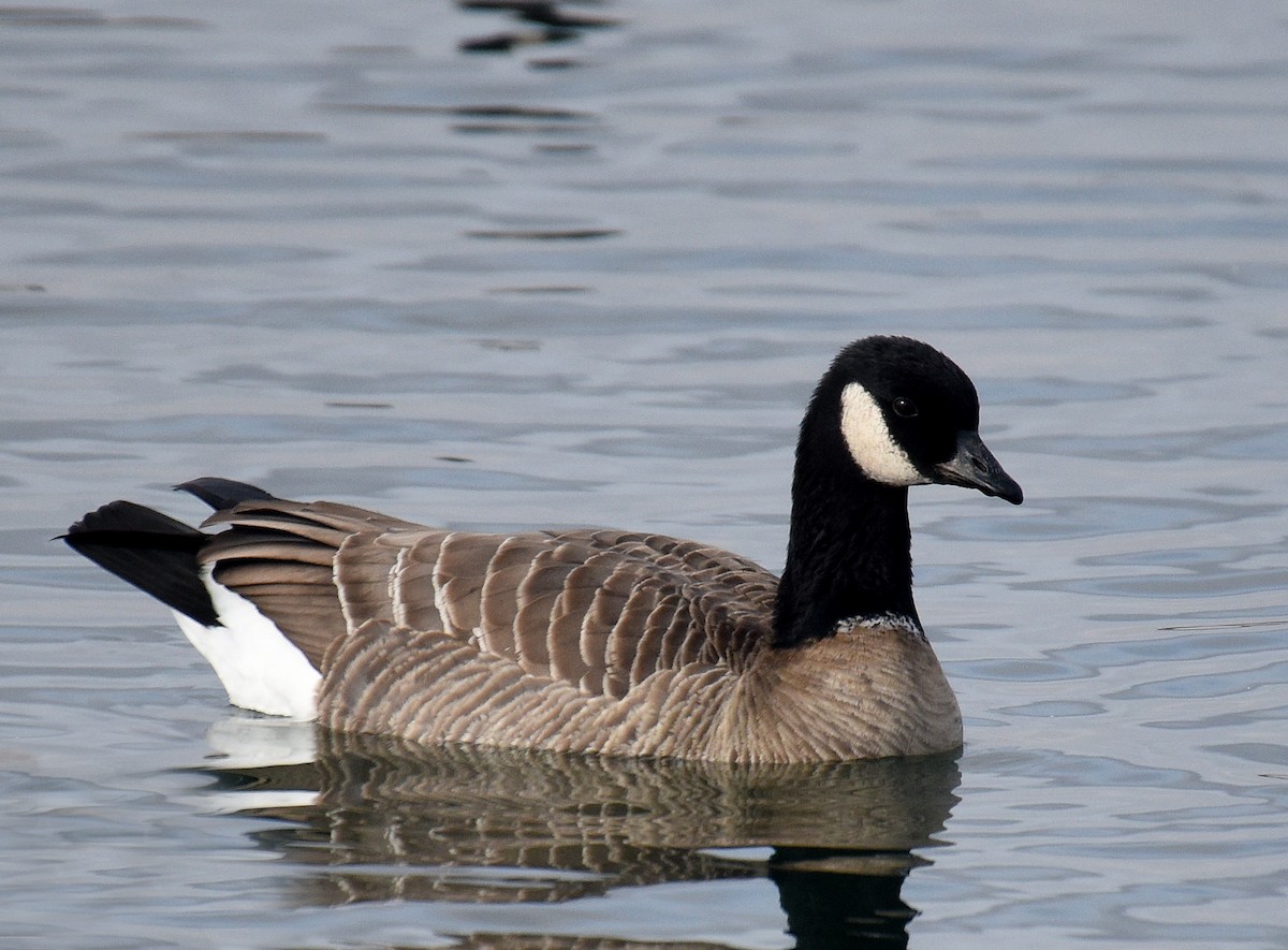 Cackling Goose (Aleutian) - ML192940171