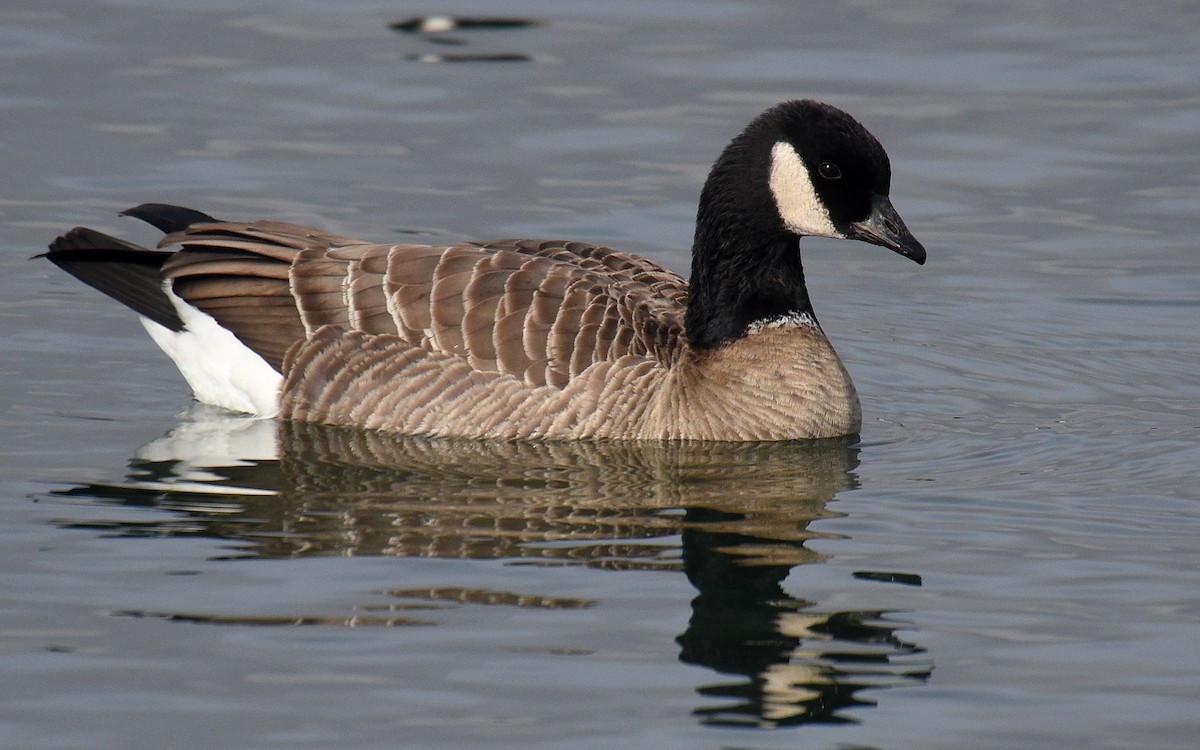 Cackling Goose (Aleutian) - ML192940201