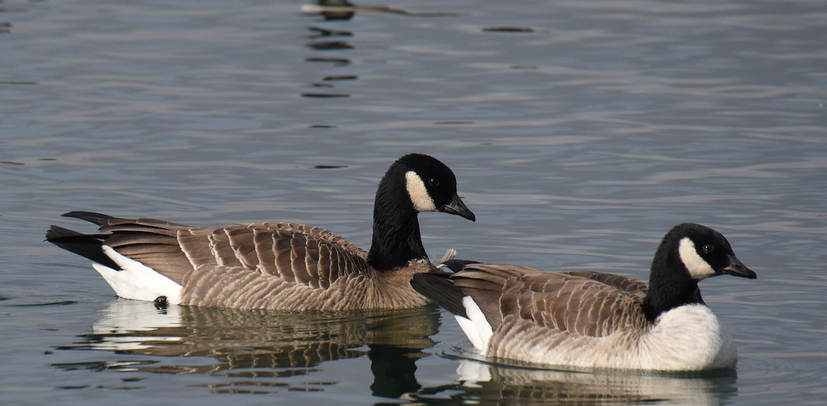Cackling Goose (Aleutian) - ML192940211
