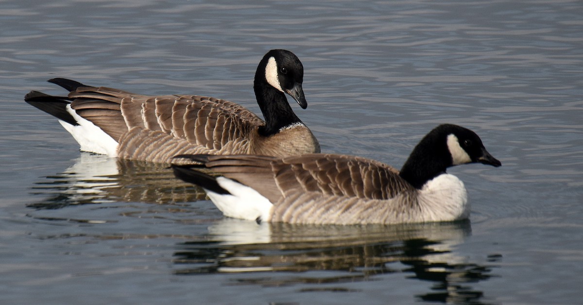 Cackling Goose (Aleutian) - ML192940231