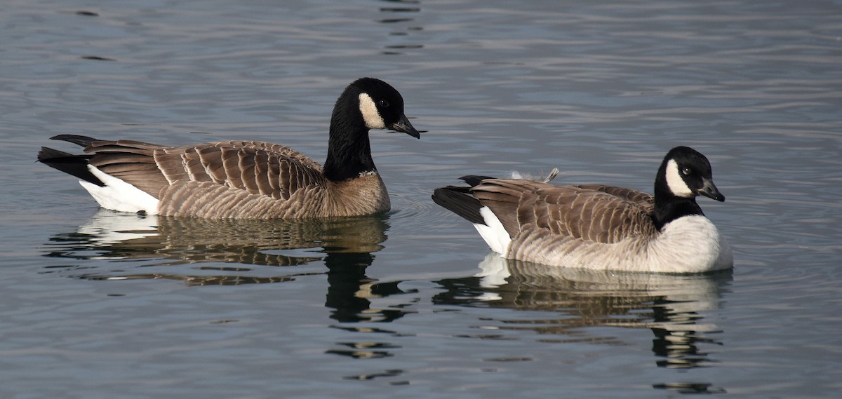 Cackling Goose (Aleutian) - ML192940241