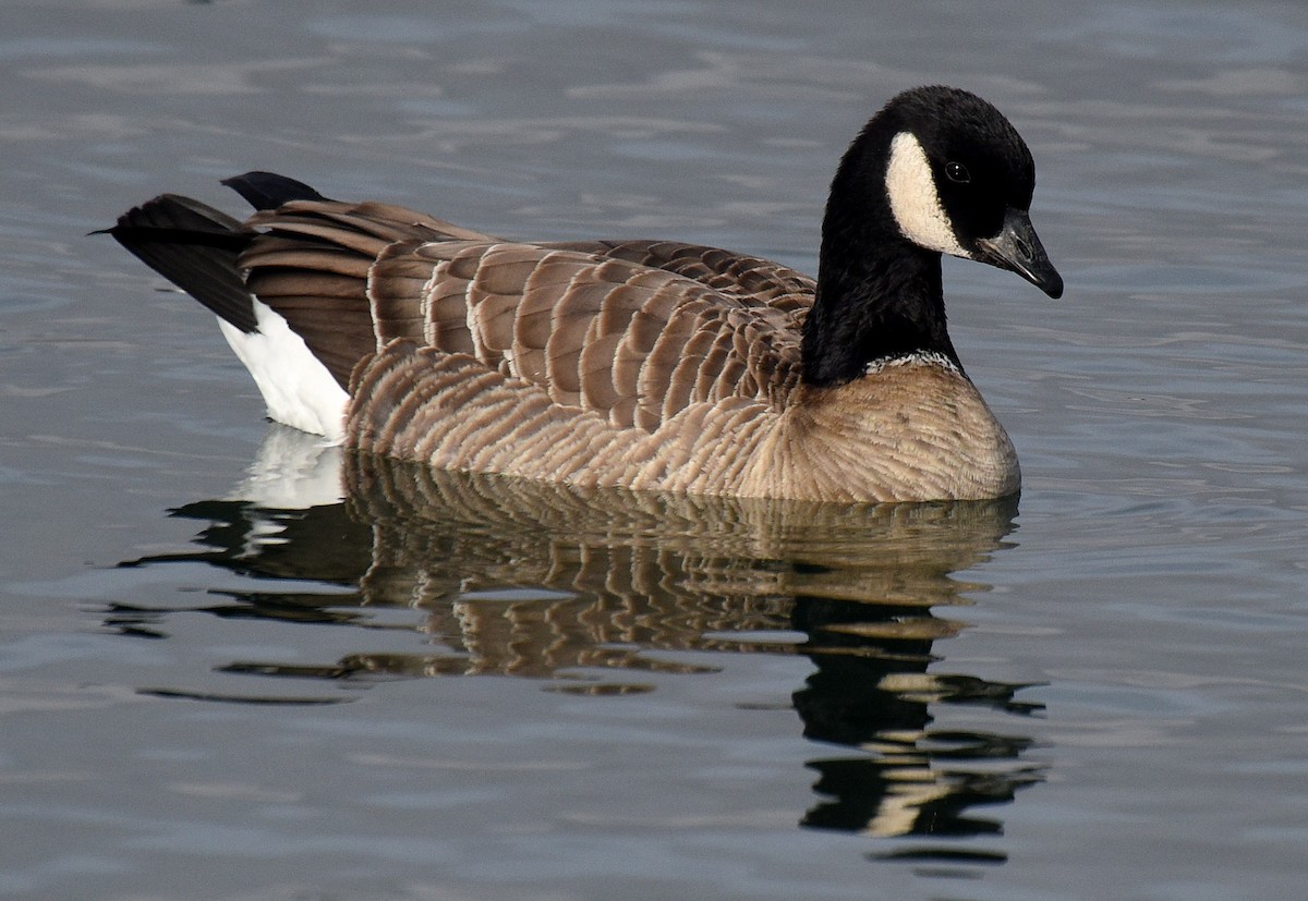 Cackling Goose (Aleutian) - ML192940251