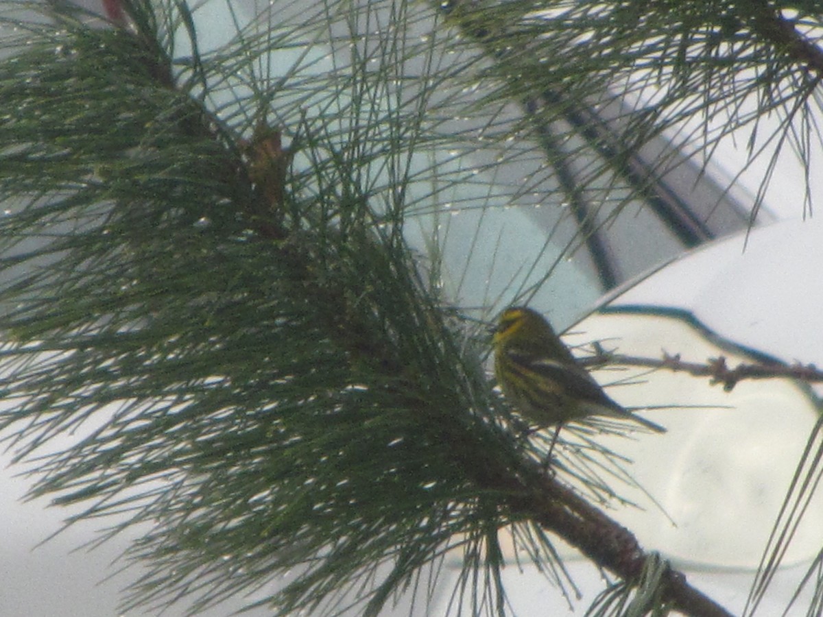Townsend's Warbler - Chris Armstrong