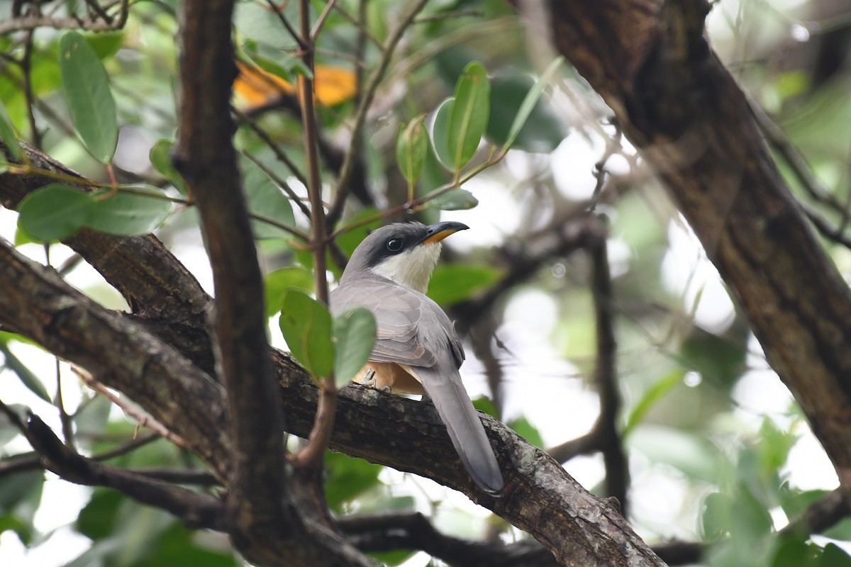 Mangrove Cuckoo - ML192945041