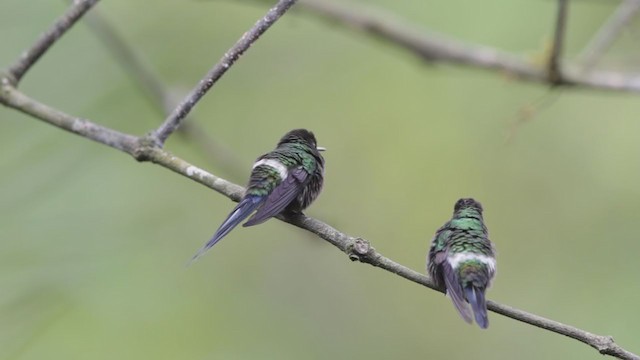 kolibřík trnoocasý - ML192948011