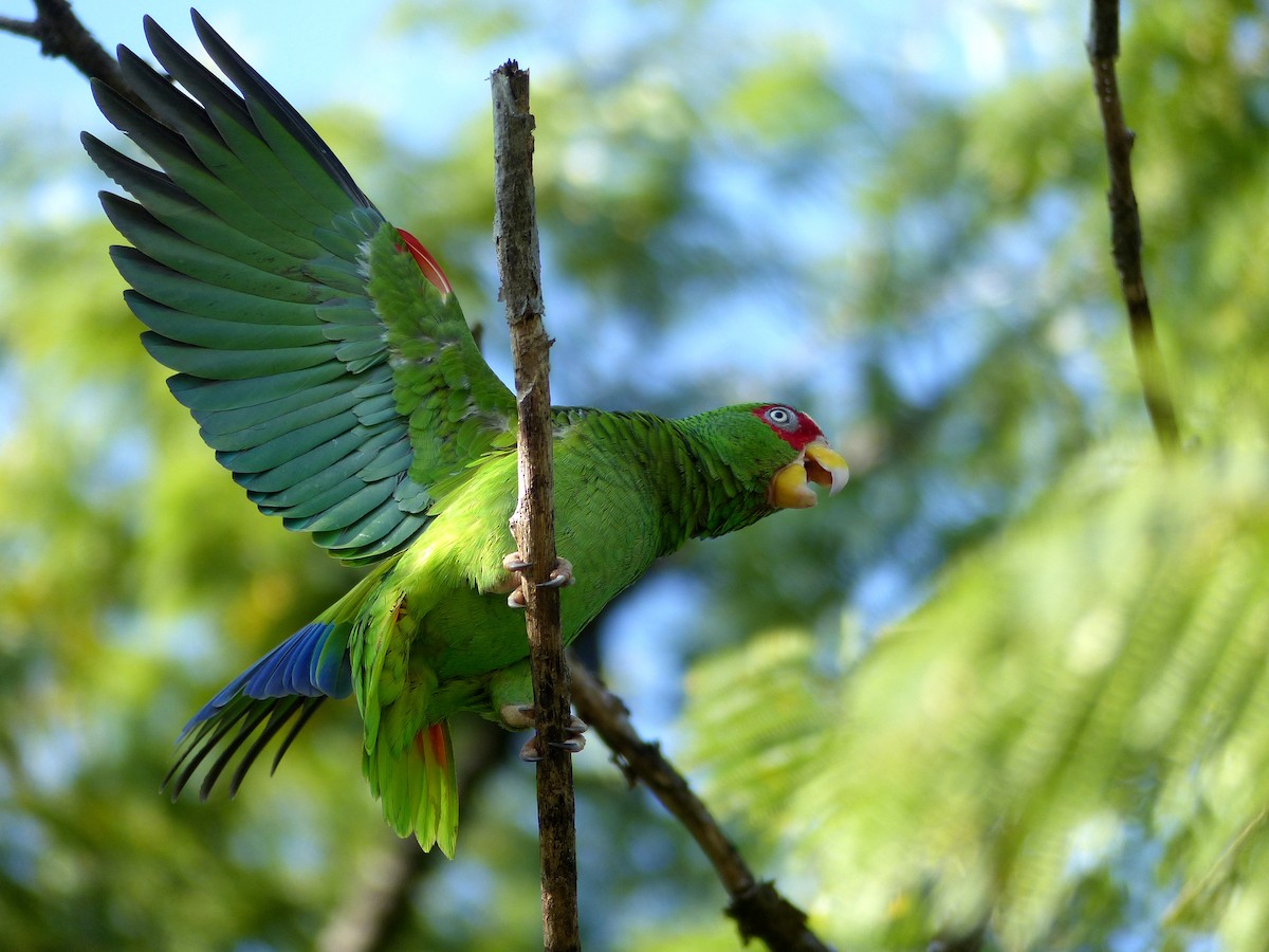 White-fronted Parrot - ML192949221