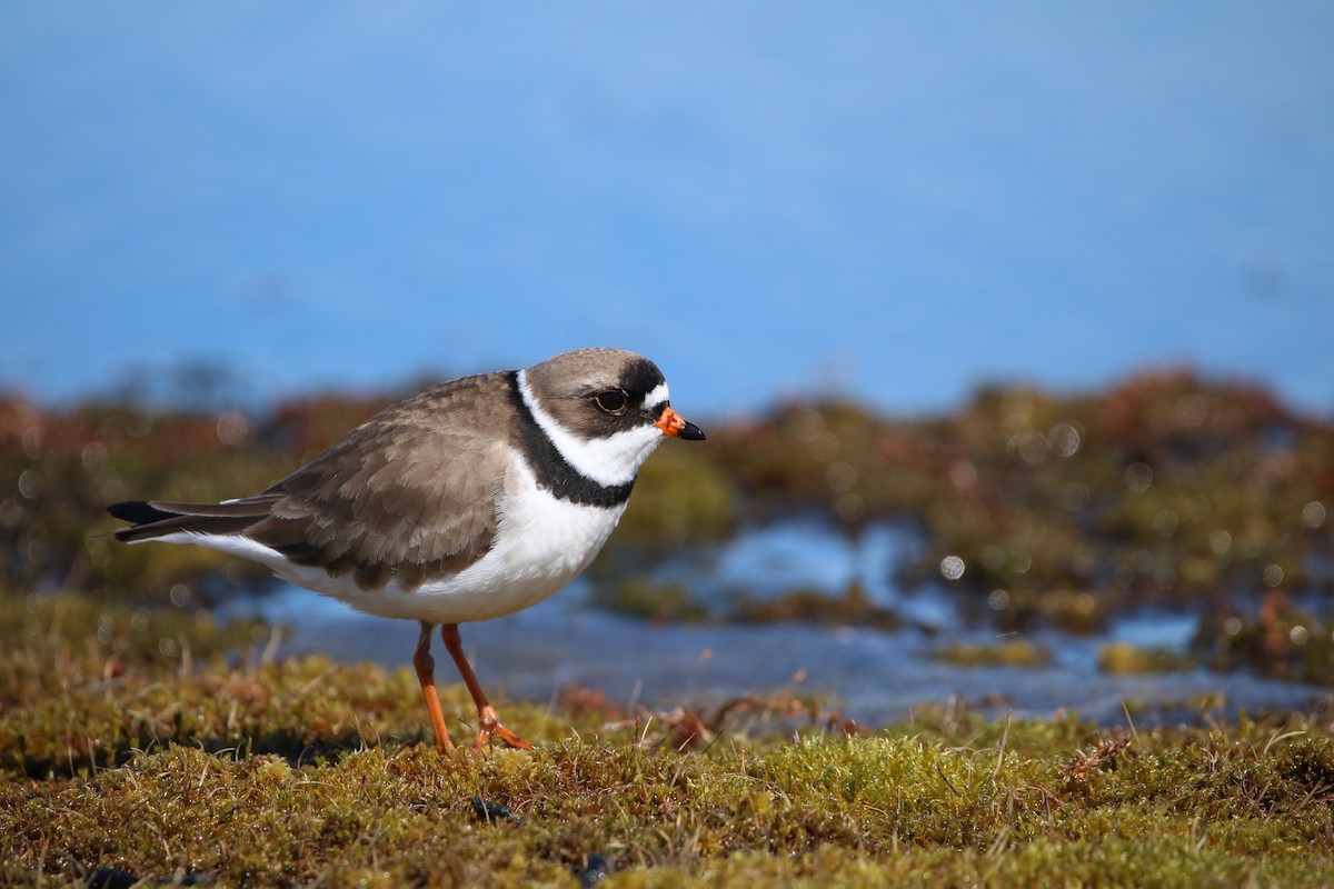 Semipalmated Plover - ML192949391