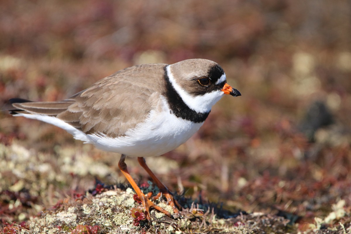 Semipalmated Plover - ML192949541