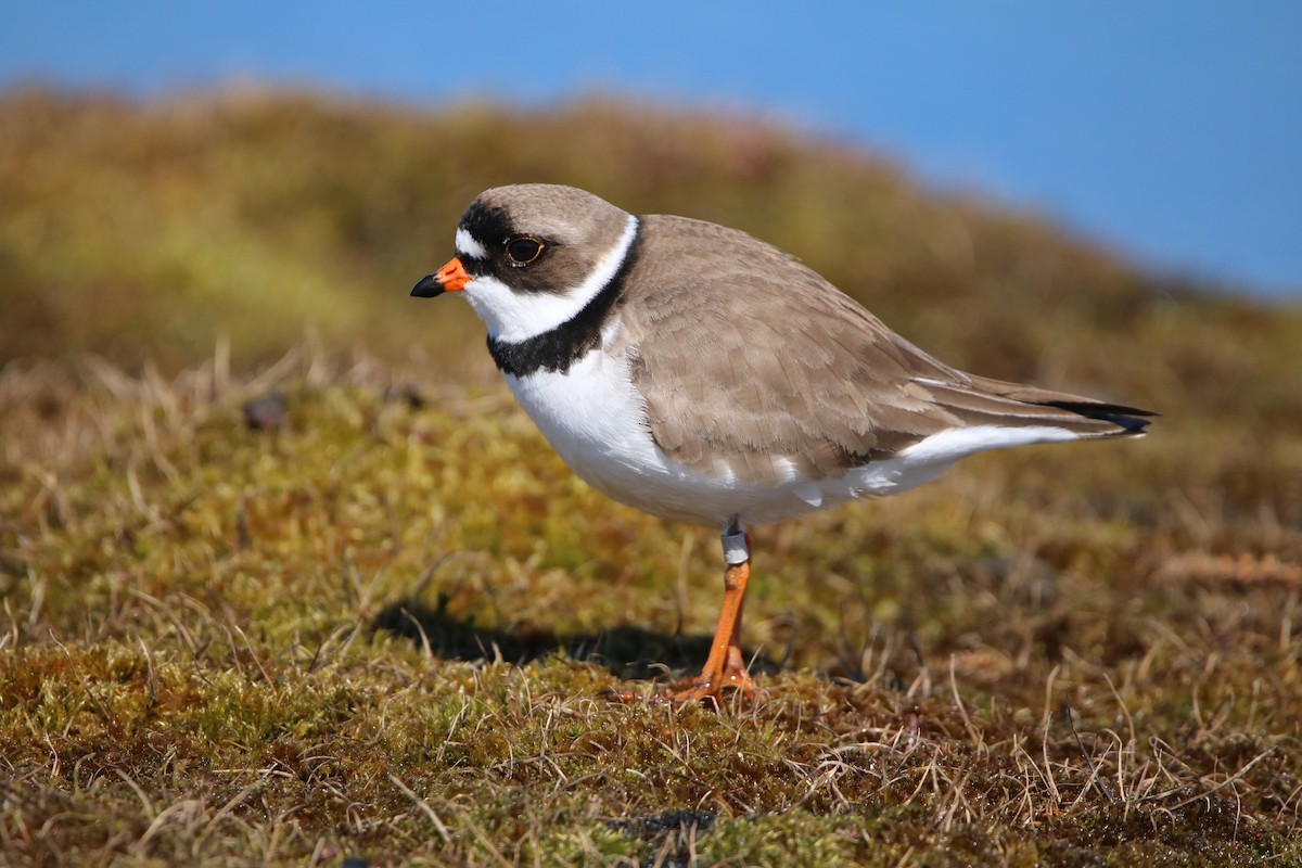 Semipalmated Plover - Katelyn Luff