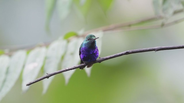 Violet-bellied Hummingbird - ML192949631