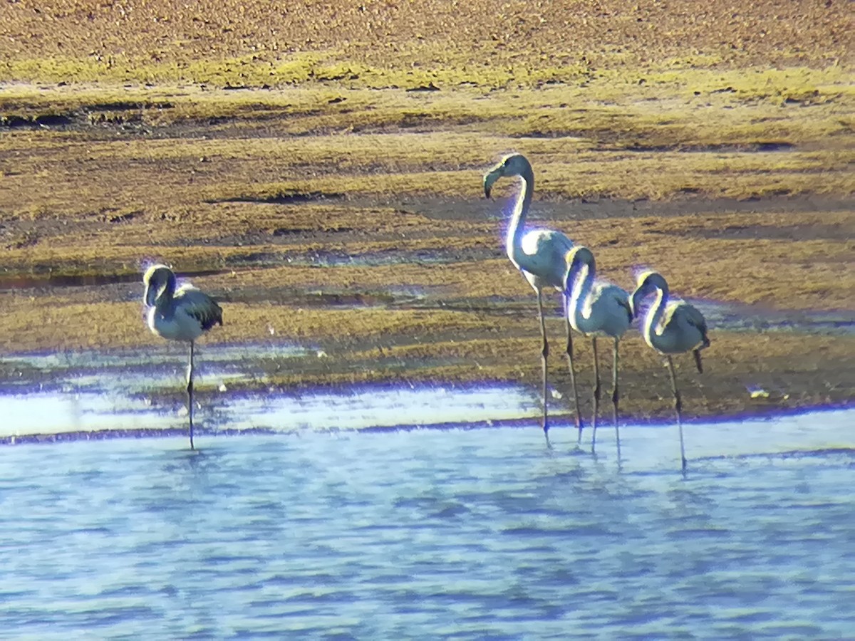 Greater Flamingo - ML192951941