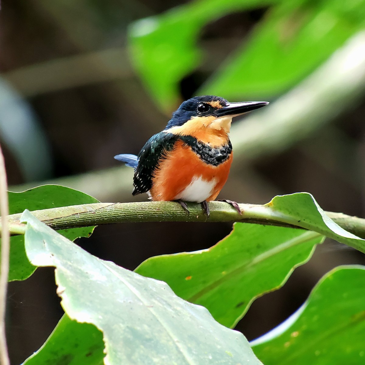 American Pygmy Kingfisher - Mel Cruz