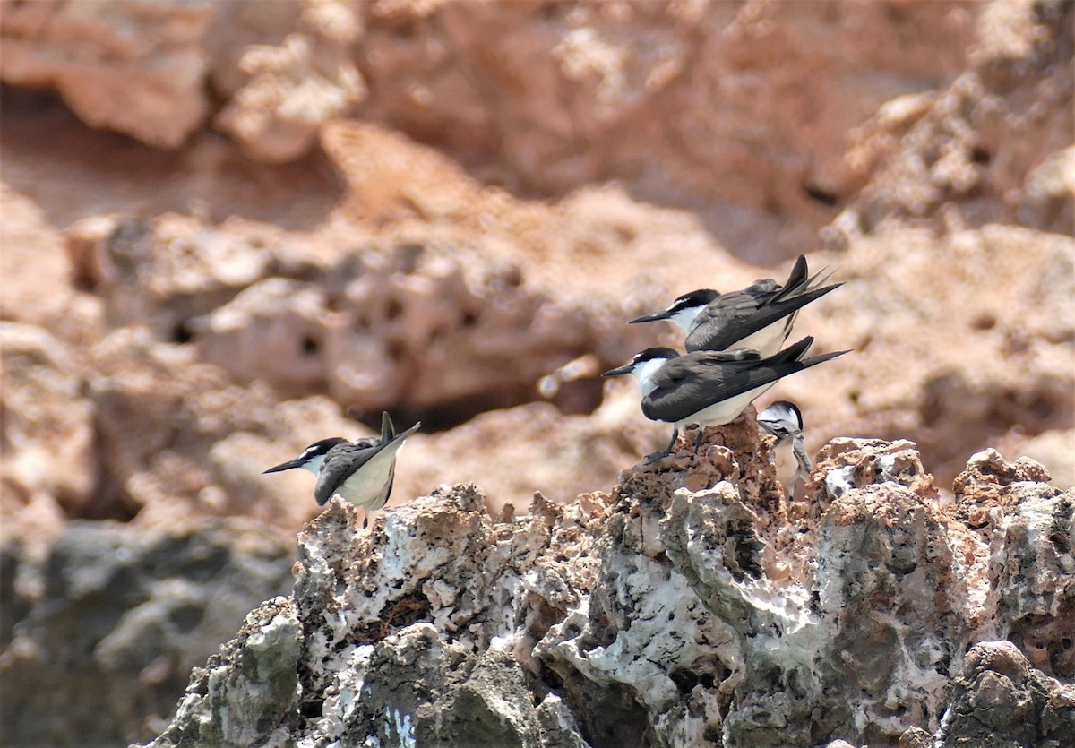 Bridled Tern - Clare Ormesher