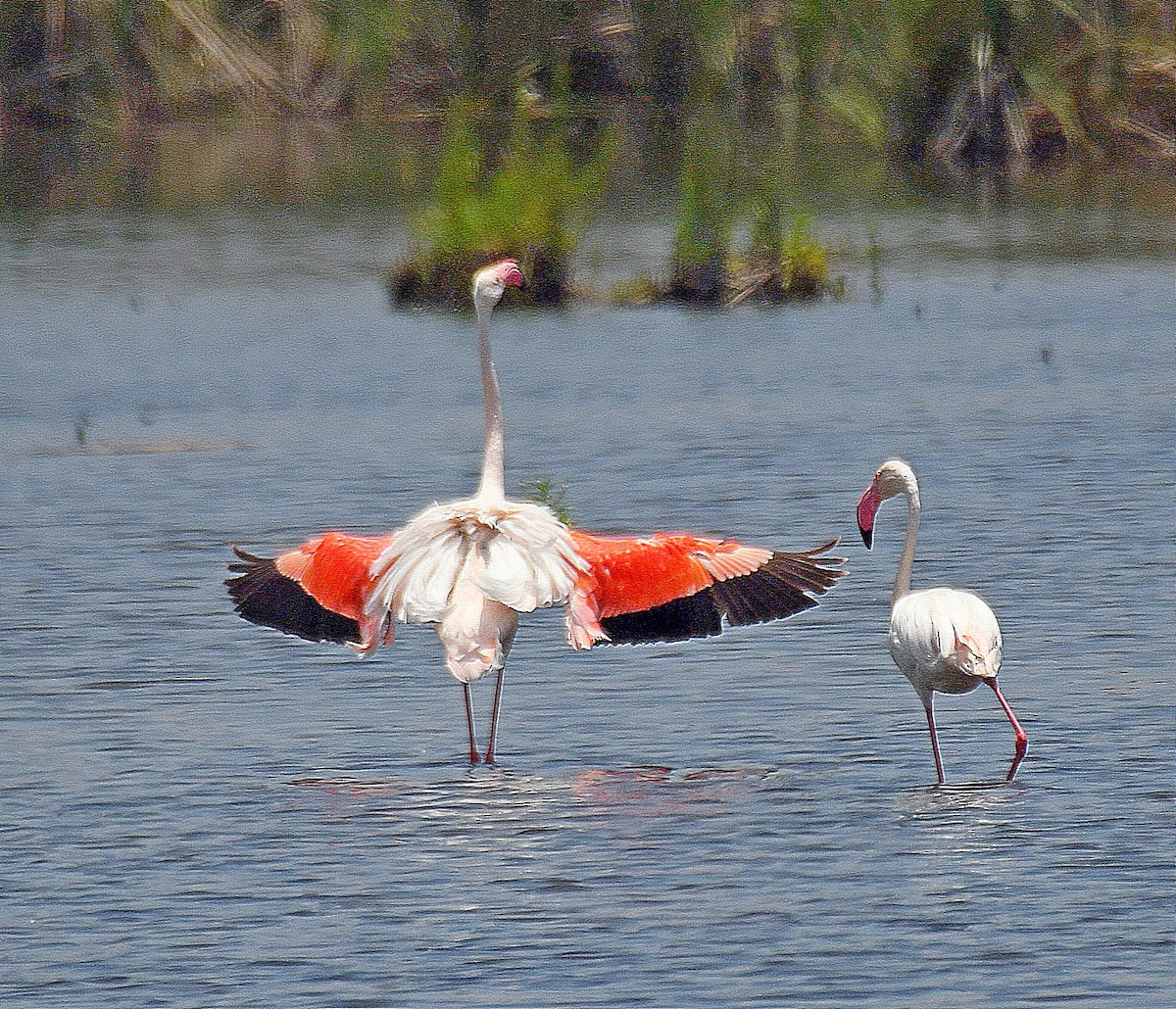 Greater Flamingo - ML192957151