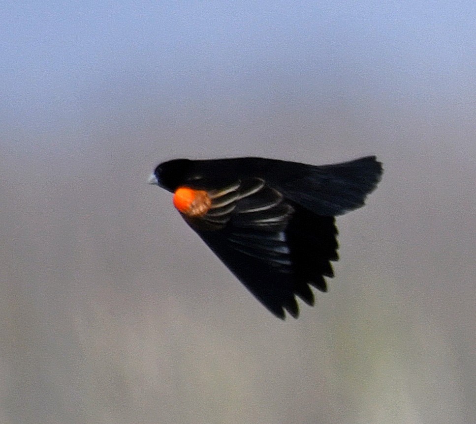 Fan-tailed Widowbird - Daniel Murphy