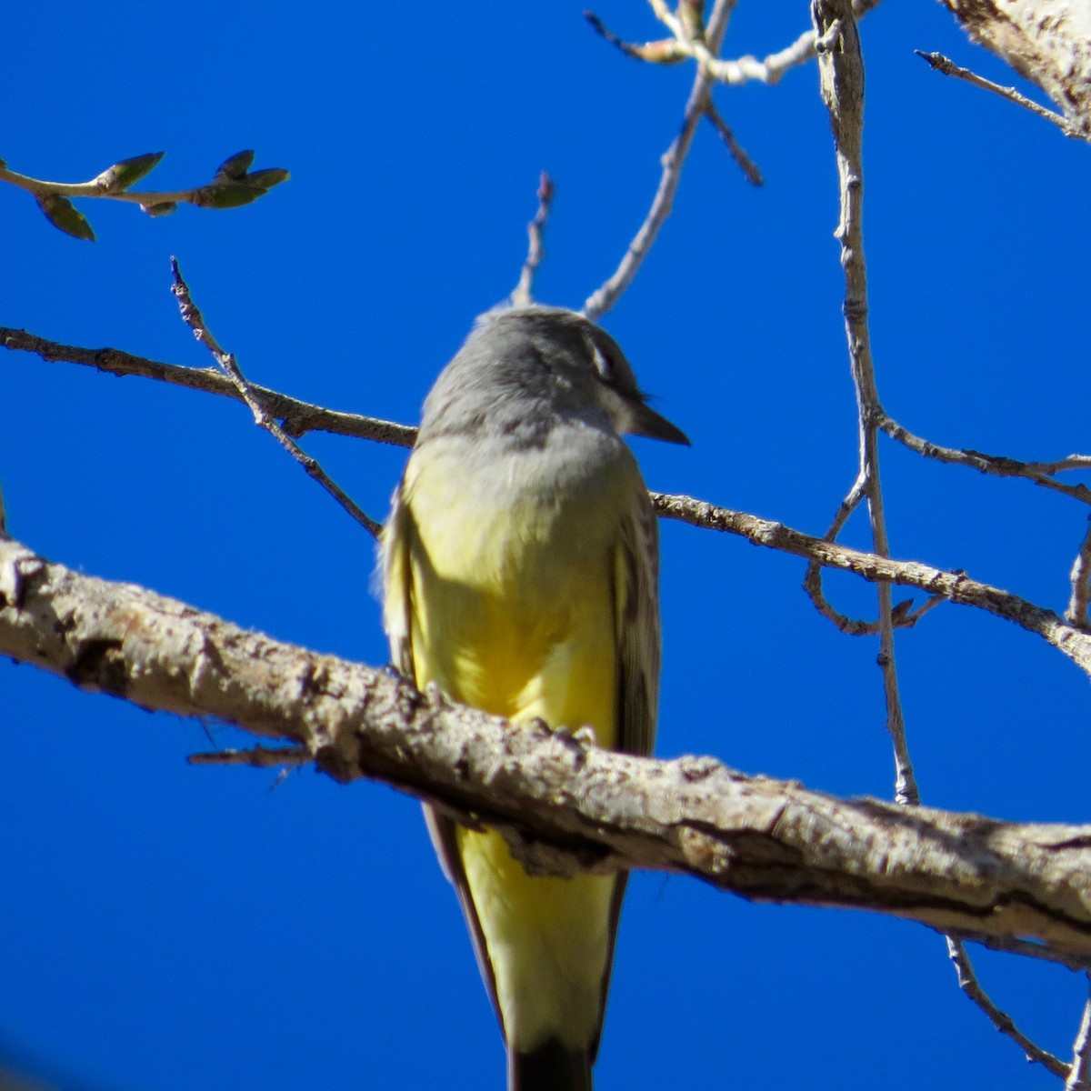 EBird Checklist 12 Dec 2019 Palo Duro Creek Golf Course Ponds 58 