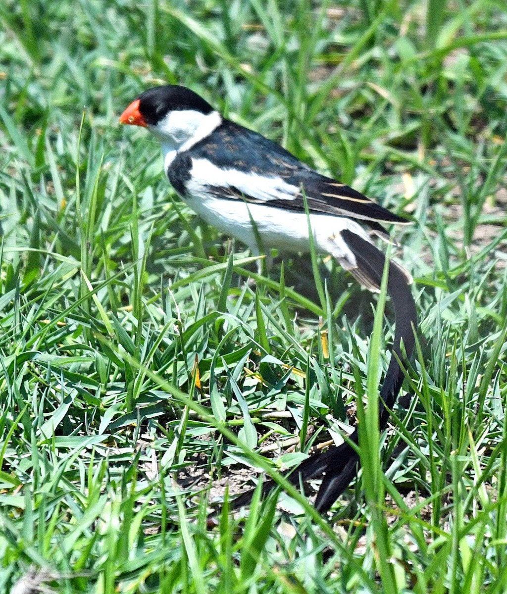 Pin-tailed Whydah - ML192964071