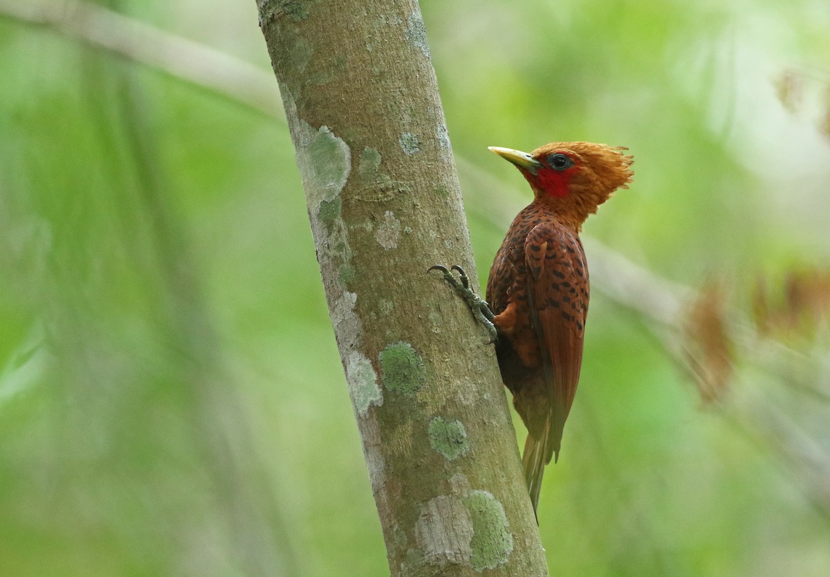 Chestnut-colored Woodpecker - ML192967361