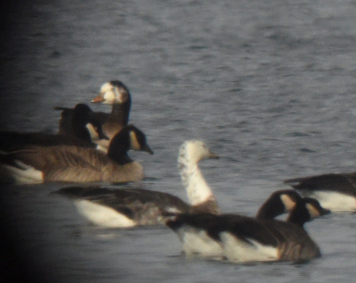 Greater White-fronted x Cackling Goose (hybrid) - ML192973941
