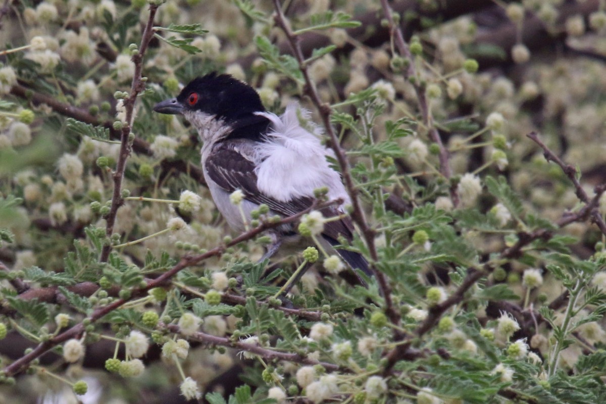 Black-backed Puffback - Joan and/or George Sims