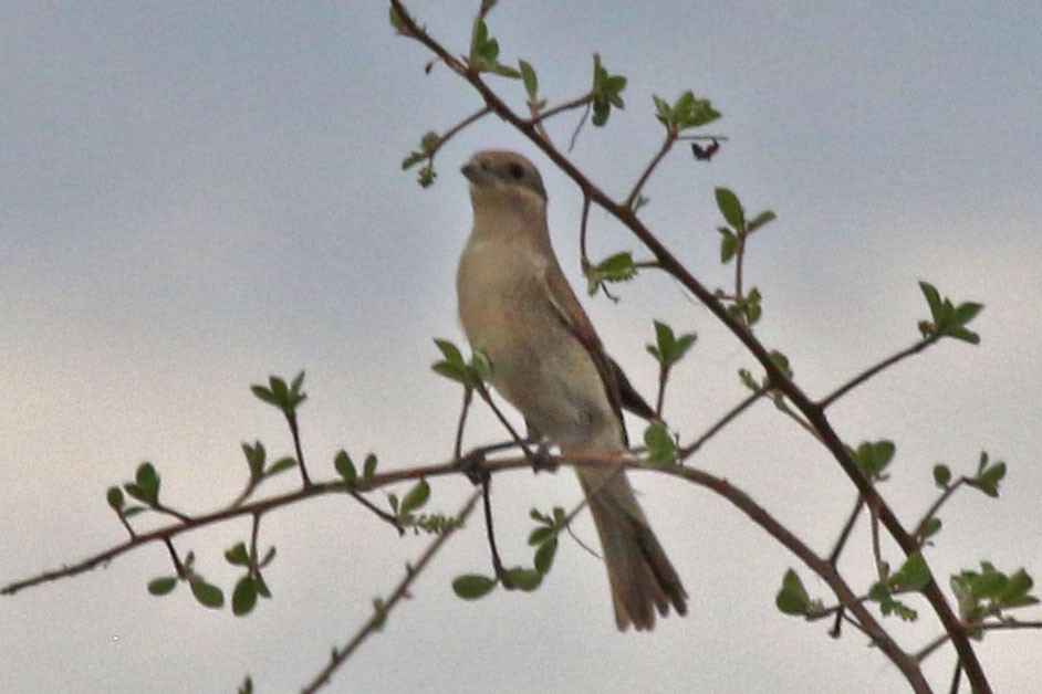 Red-backed Shrike - Joan and/or George Sims
