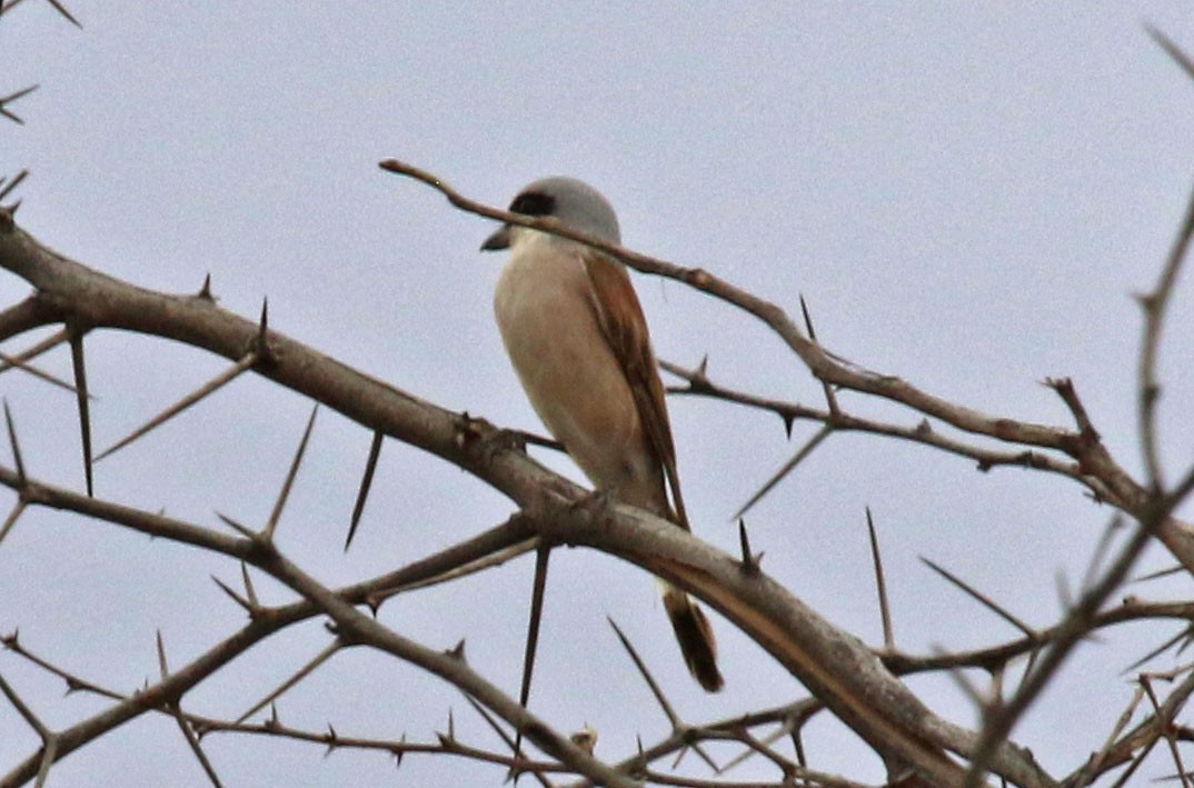 Red-backed Shrike - Joan and/or George Sims