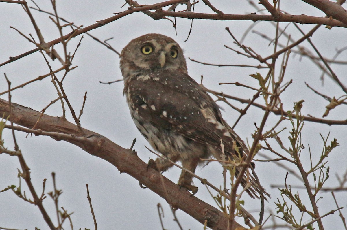 Pearl-spotted Owlet - ML192975741