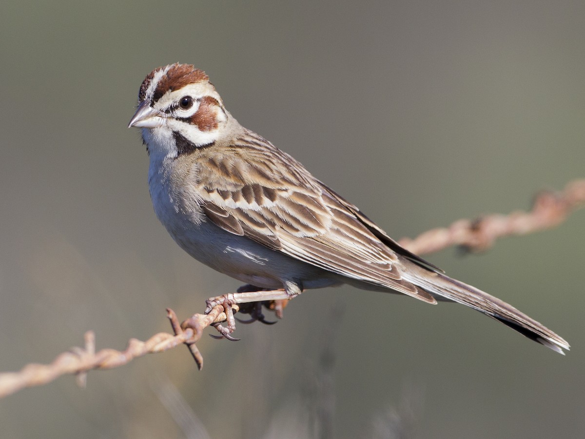 Lark Sparrow - Chondestes grammacus - Birds of the World