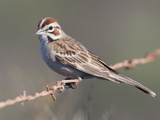  - Lark Sparrow