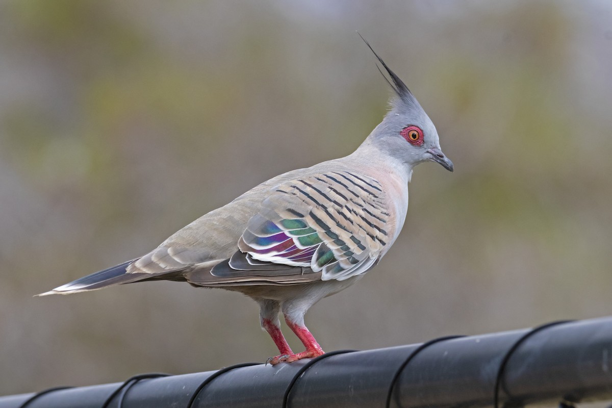 Crested Pigeon - ML192978611