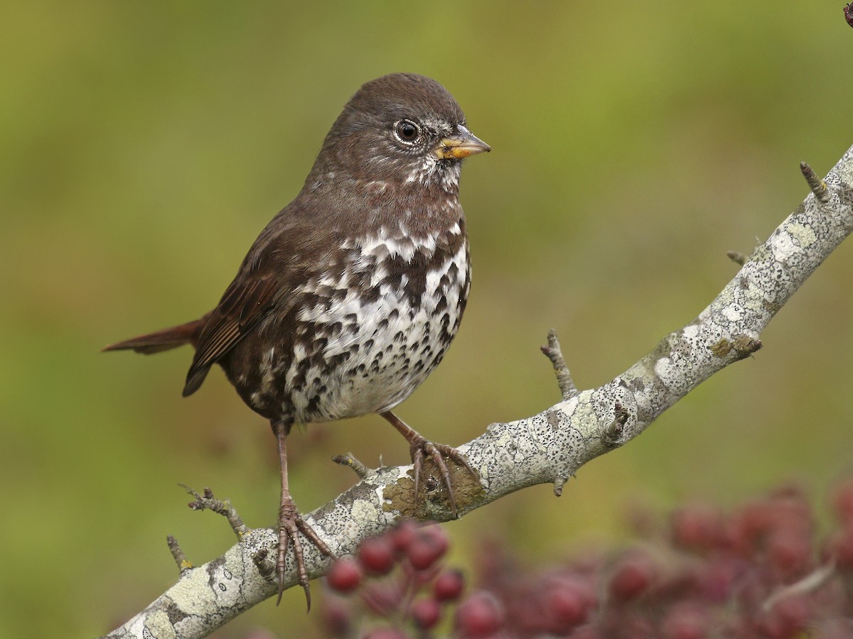 Fox Sparrow - Passerella iliaca - Birds of the World