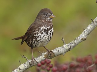  - Fox Sparrow (Sooty)