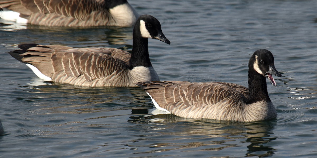Canada Goose (canadensis Group) - ML192980171