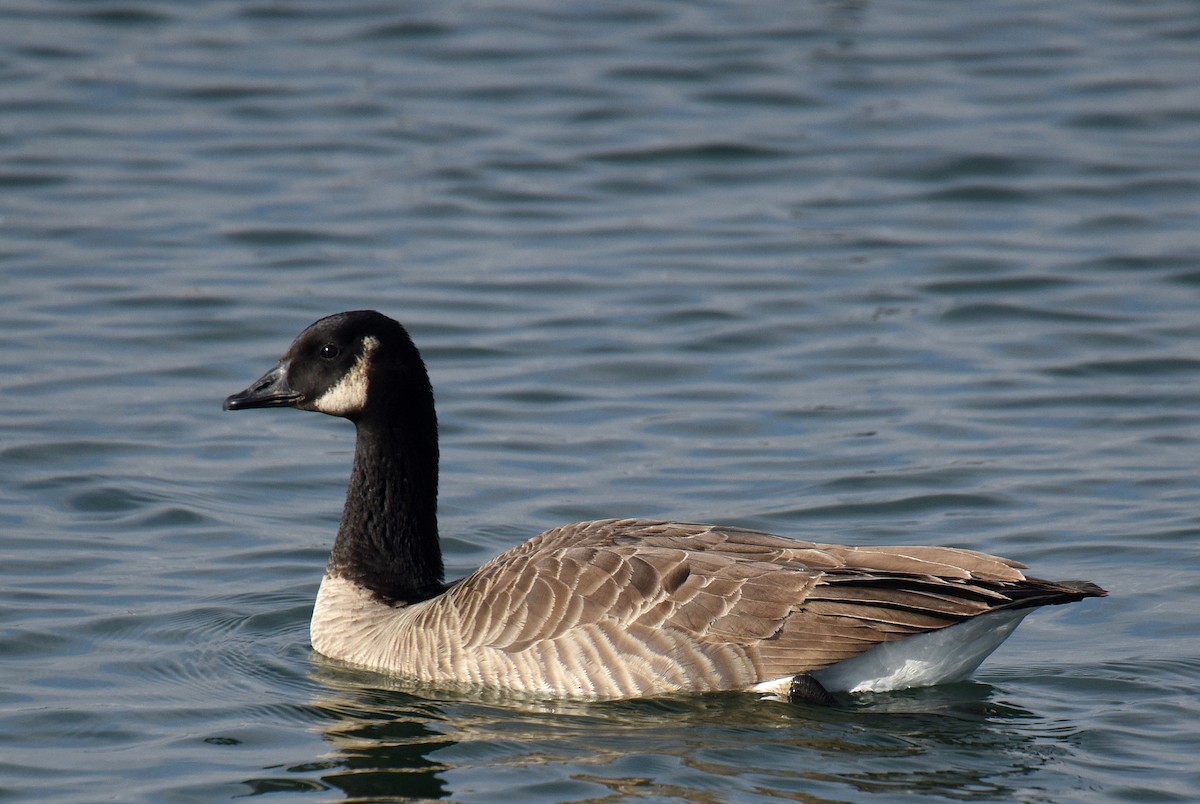 Canada Goose (canadensis Group) - ML192980201